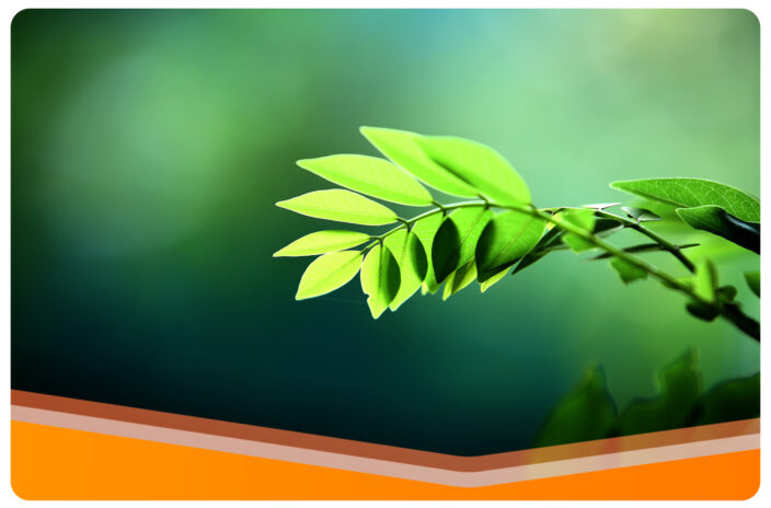 Zdjęcie gałązki z zielonymi listkami